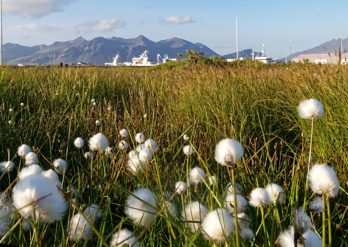 Höfn harbour and mountains, a base for a glacier lagoon boat tour
